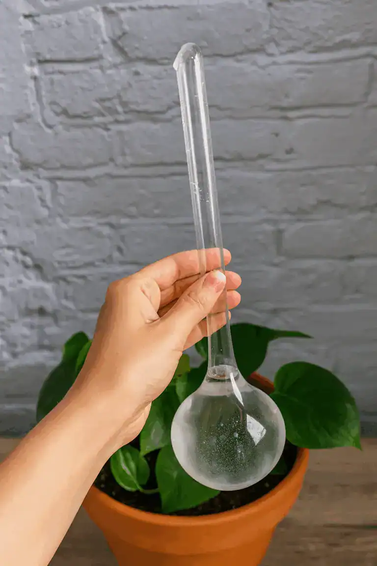 Build a simple care routine so you never forget to water or fertilize again