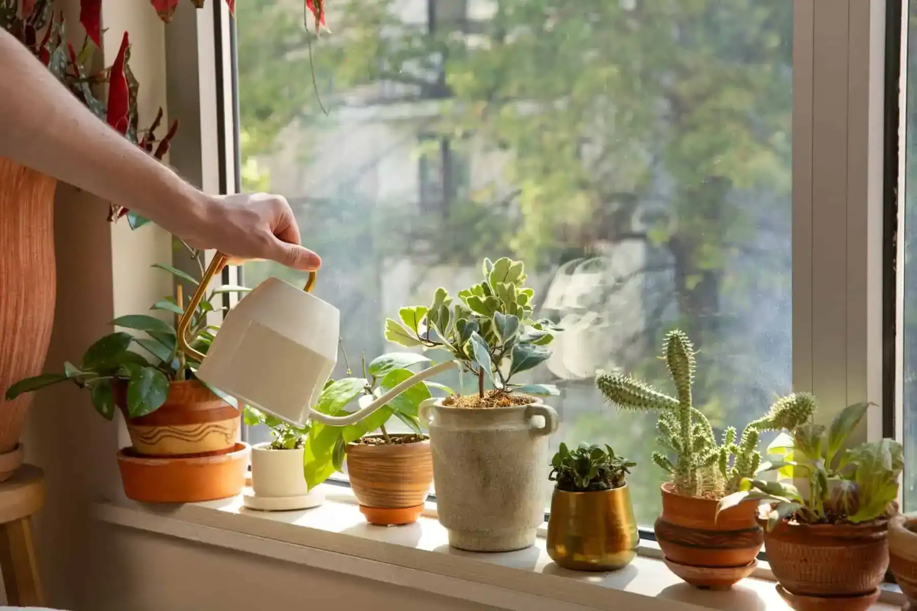 Understand what your plants really need – water, light, temperature, humidity.