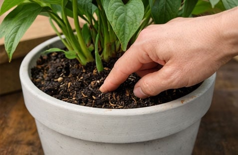 Finger checking soil moisture in a houseplant pot.