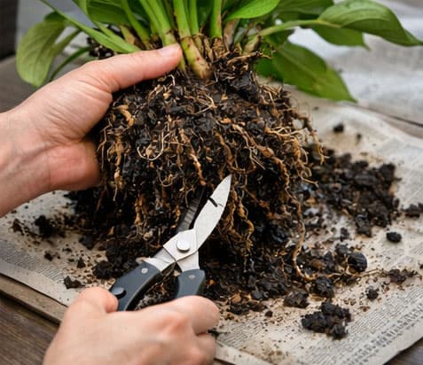 Cutting away rotten roots from a houseplant with clean scissors.